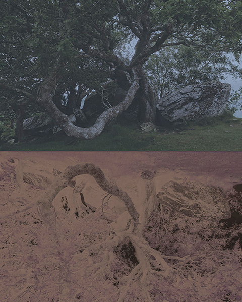 Killarney National Park Irland © Roland Aellig 2014
