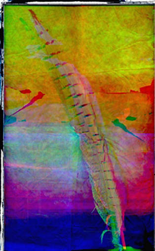 Fotogramm RGB Licht-Zeichnung, FEDER 01/2008 65 x 40 cm Auflage 3 Exemplare